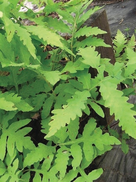 Sensitive Fern (Onoclea sensibilis)