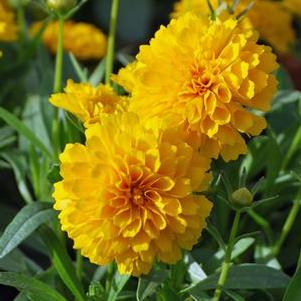 Coreopsis grandiflora Solanna™ Golden Sphere (Tickseed), yellow flowers