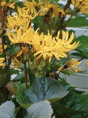 Ligularia dentata 'Desdemona' (Ligularia)