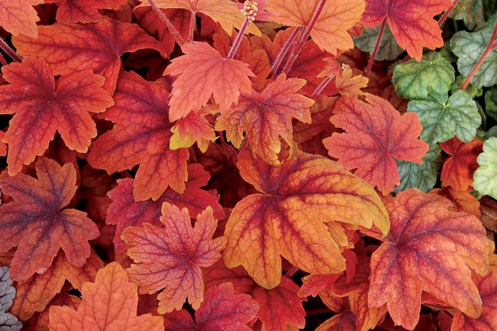 Heucherella 'Sweet Tea' (Foamy Bells)