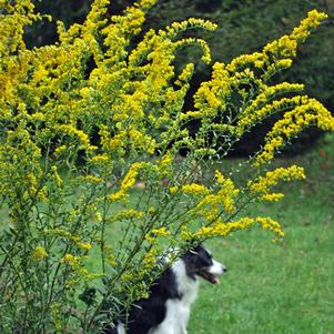 Solidago shortii 'Solar Cascade' (Goldenrod)