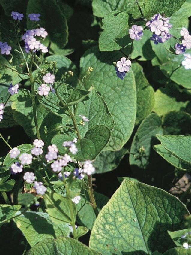 Dwarf Anchusa (Brunnera macrophylla)