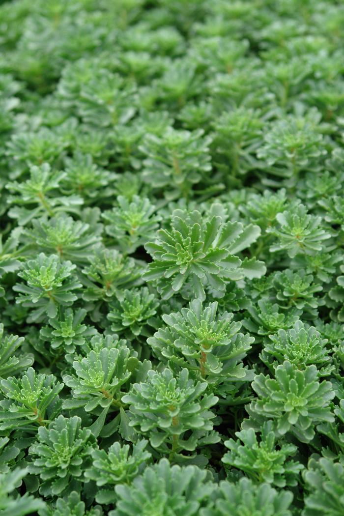 Sedum floriferum 'Weihenstephaner Gold' (Stonecrop)