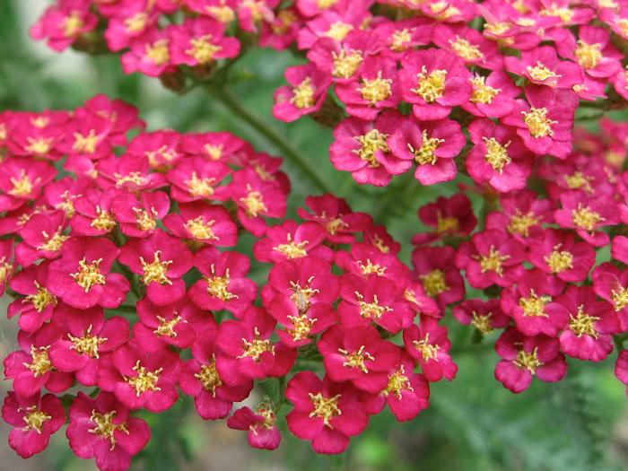 Achillea millefolium 'Pomegranate' (Yarrow) perennial