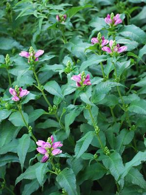 Pink Turtlehead (Chelone lyonii 'Hot Lips')