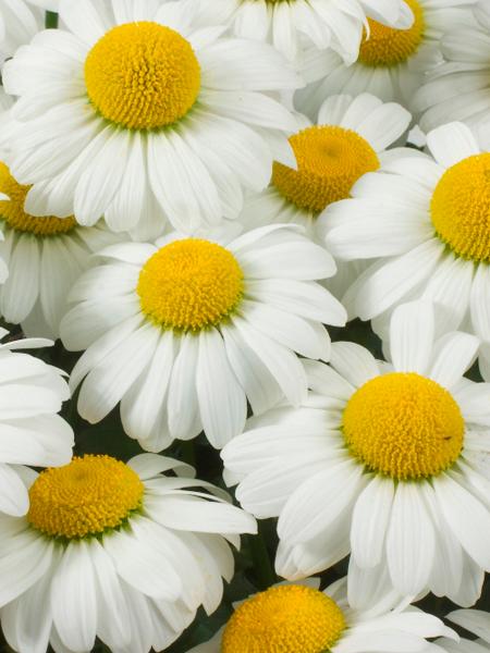 Leucanthemum x superbum 'Darling Daisy' (Dwarf Shasta Daisy)