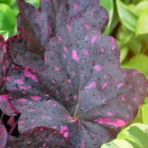 Heuchera x 'Midnight Rose' (Coral Bells)