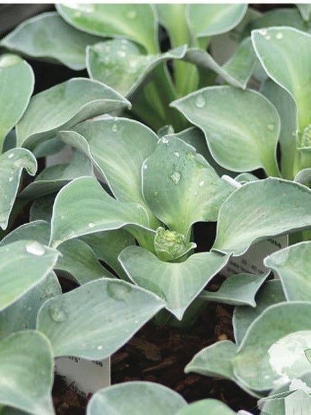 Hosta 'Blue Mouse Ears' (Plantain Lily)