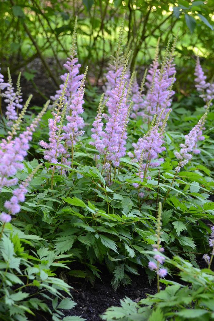 Astilbe chinensis 'Pumila' (False Spirea) perennial, purple flowers