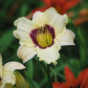 Hemerocallis 'Pandora's Box' (Daylily)