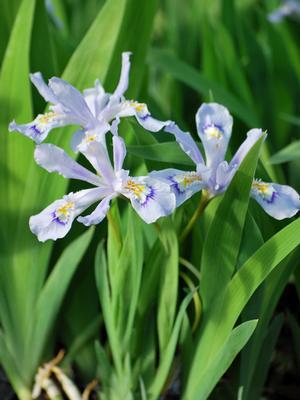 Iris cristata 'Powder Blue Giant' (Dwarf Crested Iris)