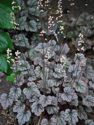 Heuchera x 'Silver Scrolls' (Coral Bells)