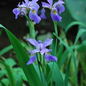 Blue Flag Iris (Iris versicolor), blue flower