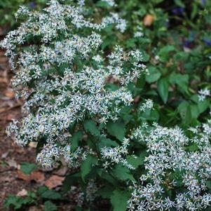 White Wood Aster (Aster divaricatus)