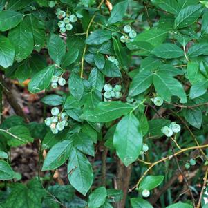 Lowbush blueberry (Vaccinium x angustifolium)