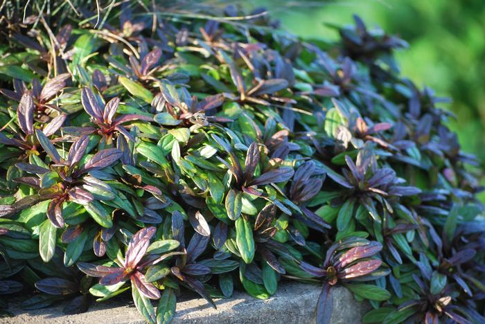 Ajuga x 'Chocolate Chip' (Bugle Weed)