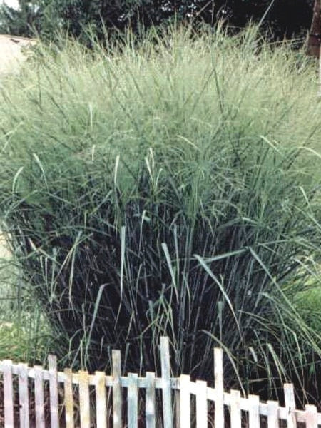 Panicum virgatum 'Cloud Nine' (Blue Switchgrass)