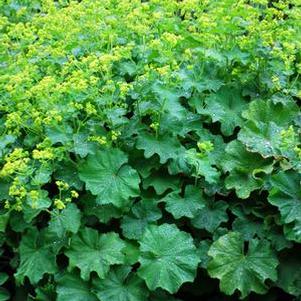 Lady's Mantle (Alchemilla mollis)