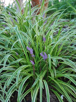 Variegated Lilyturf (Liriope muscari 'Variegata')