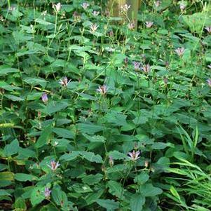 Tricyrtis x 'Sinonome' (Toad Lily)