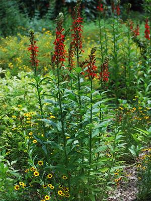 Red Cardinal Flower (Lobelia cardinalis)