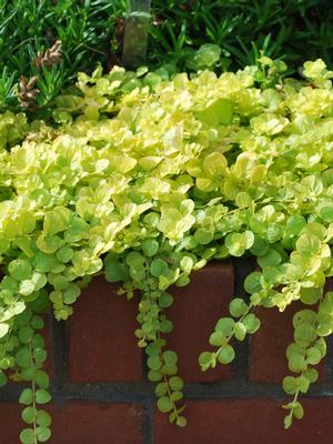 Golden Creeping Jenny (Lysimachia nummularia 'Aurea')