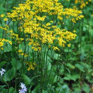 Golden Ragwort (Senecio aureus)