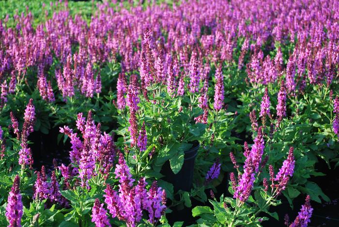 Salvia nemorosa 'Rose Marvel' (Meadow Sage)