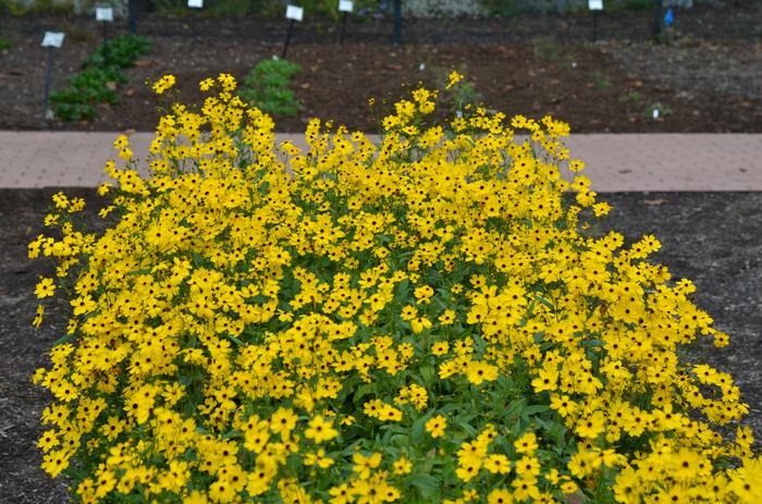 Swamp Tickseed (Coreopsis palustris 'Summer Sunshine')