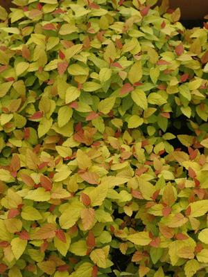 Spirea (Spiraea j. 'Double Play®Candy Corn™)