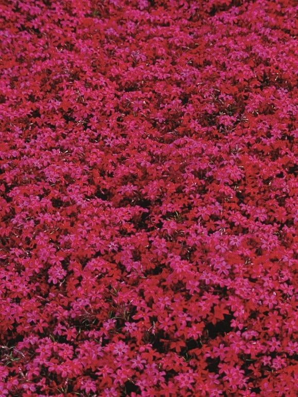 Phlox subulata 'Scarlet Flame' (Moss Pinks)