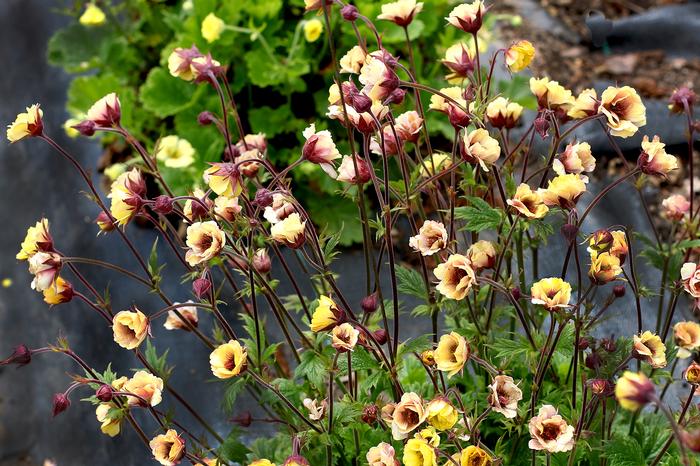 Geum Tempo™Yellow (Avens)