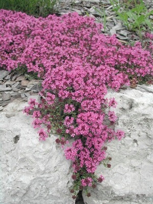 Red Flowering Mother of Thyme (Thymus serpyllum 'Coccineus')