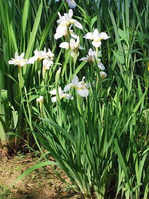 Iris sibirica 'Snow Queen' (Siberian Iris)