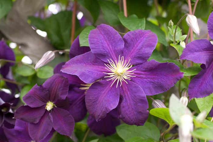 Clematis 'Jackmanii' (Hybrid Clematis)