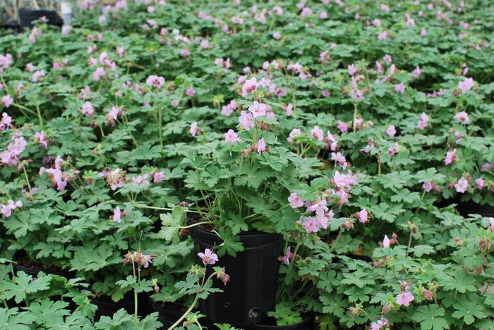 Geranium macrorrhizum 'Ingwersen's Variety' (Bigroot Geranium)