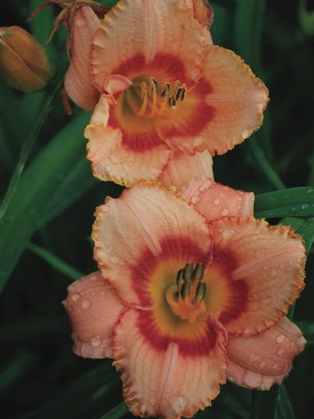 Hemerocallis 'Strawberry Candy' (Daylily)