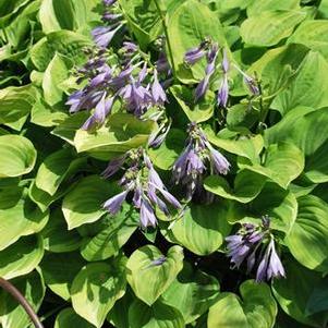 Hosta x 'Golden Tiara' (Plantain Lily)