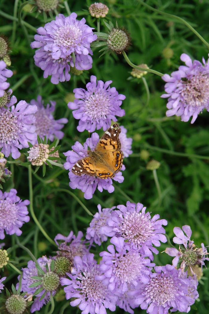 Scabiosa columbaria 'Butterfly Blue' (Pincushion Flower)