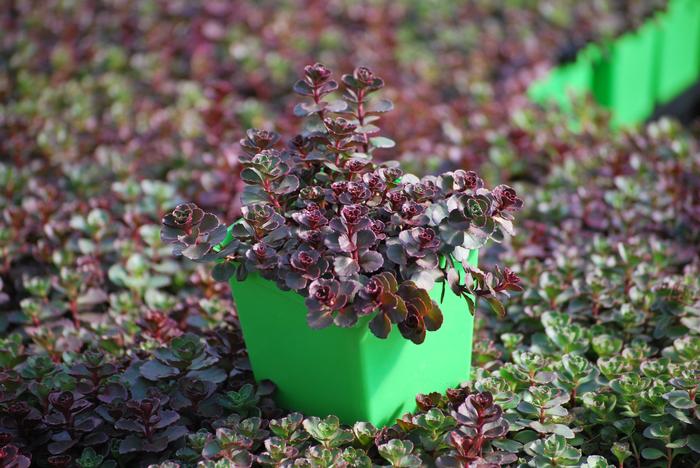 Sedum spurium 'Voodoo' (Stonecrop)