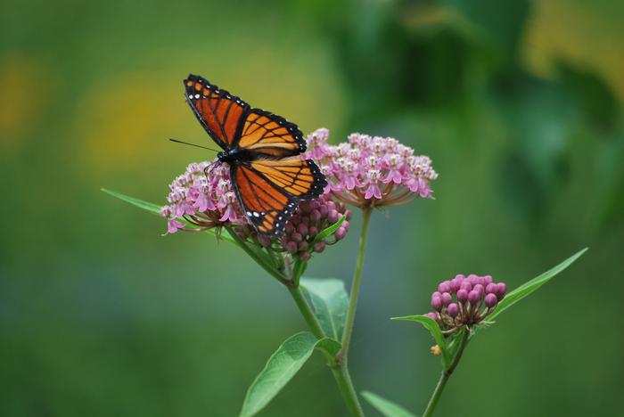 Swamp Milkweed (Asclepias incarnata)