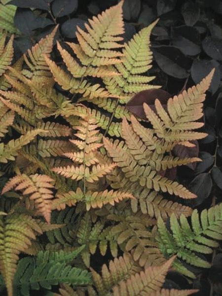 Brilliance Autumn Fern (Dryopteris erythrosora 'Brilliance')