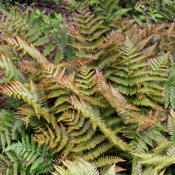 Brilliance Autumn Fern (Dryopteris erythrosora 'Brilliance')