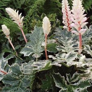 Variegated Bear's Breeches (Acanthus x 'Whitewater')