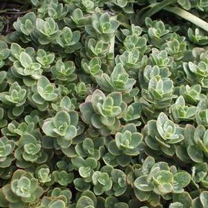 Sedum Sunsparkler® 'Lime Zinger' (Stonecrop)