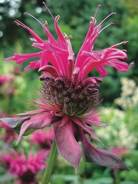 Monarda x 'Raspberry Wine' (Bee Balm)