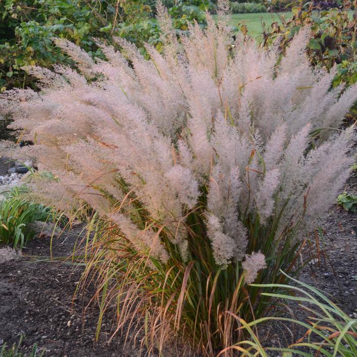 Korean Feather Reed Grass (Calamagrostis brachytricha)