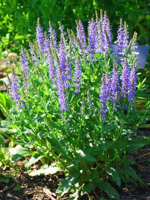 Salvia nemorosa 'Blue Hill' (Sage)