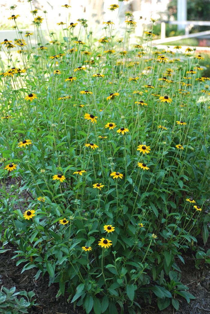 Rudbeckia fulgida var. fulgida (Black-Eyed Susan)