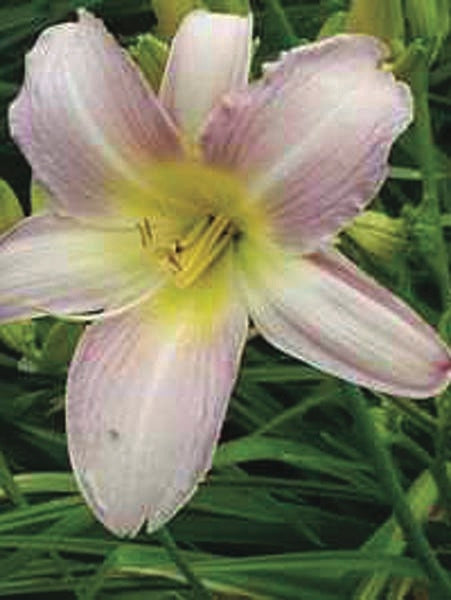 Hemerocallis 'Catherine Woodbury' (Daylily)